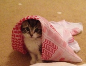 #1in5Muslims trends with hilarious responses on Twitter as people give The Sun’s recent headline a roasting.