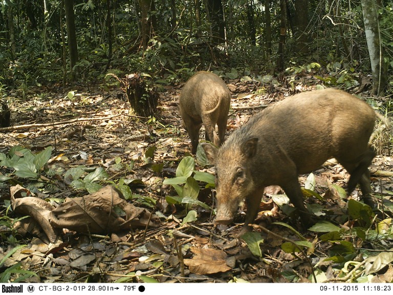 In Photos: 29 species photographed with camera trap in North Sumatra