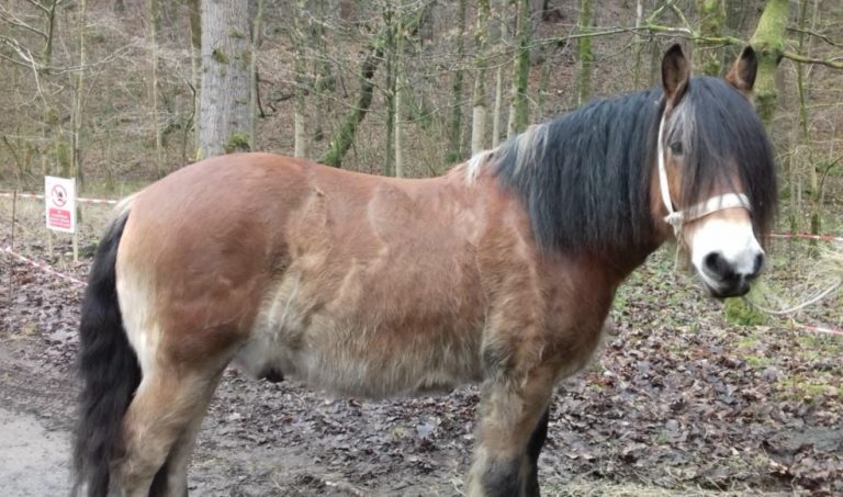 Horse power helps to reduce flood risk in the Aire catchment