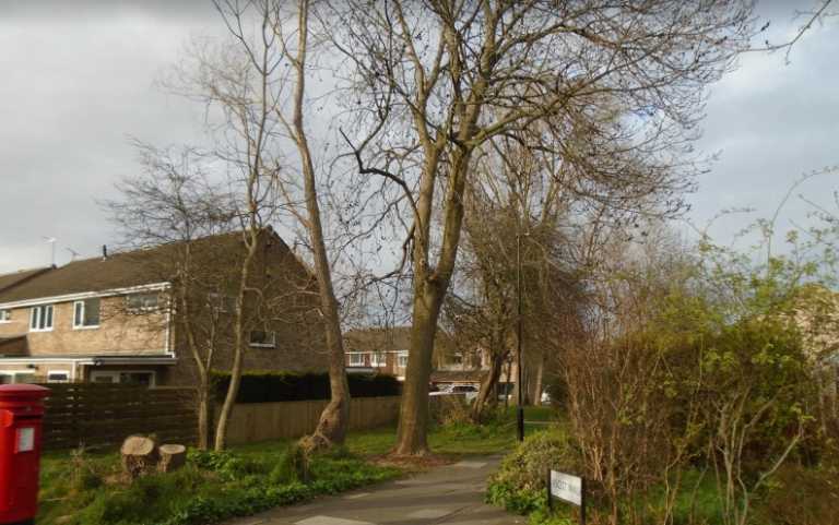 NEWCASTLE: Hunt for Kingston Park tree poisoner