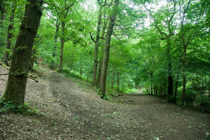 The_woods_in_Northcliffe_Park_Shipley