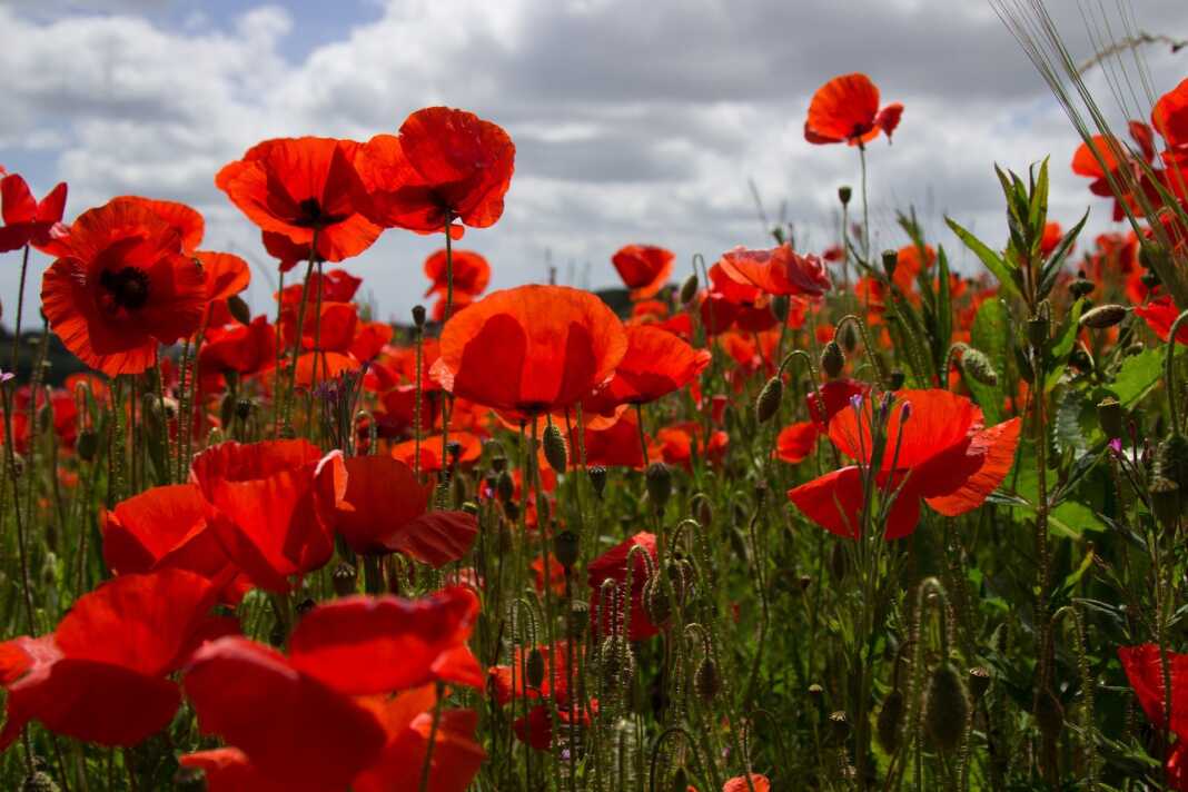 poppies-3800399_1920